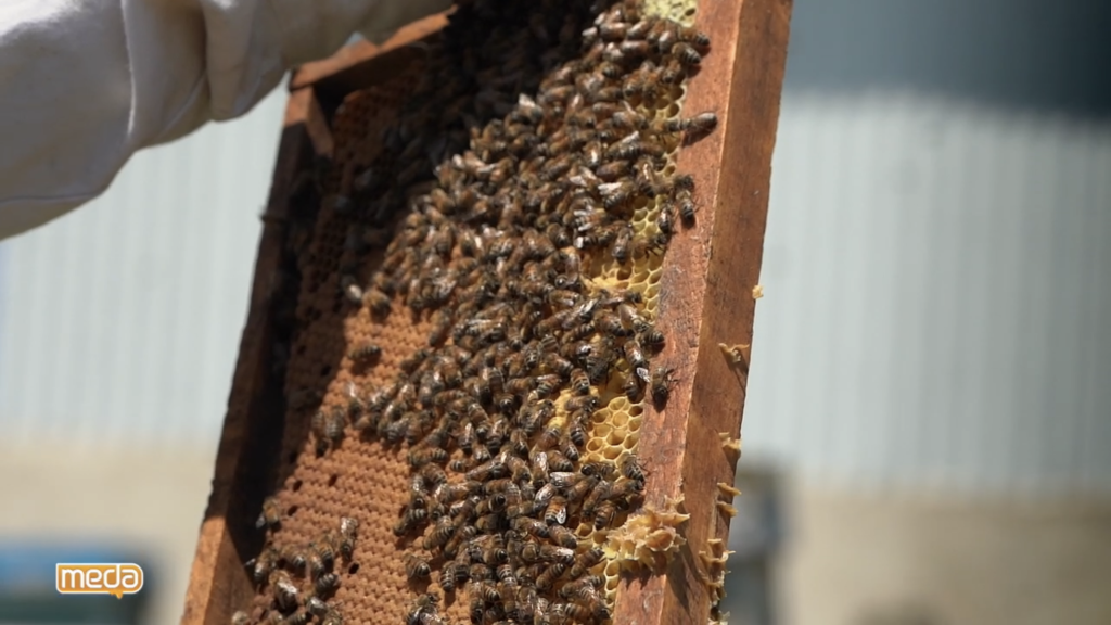 درباره خواص و فواید زنبور عسل