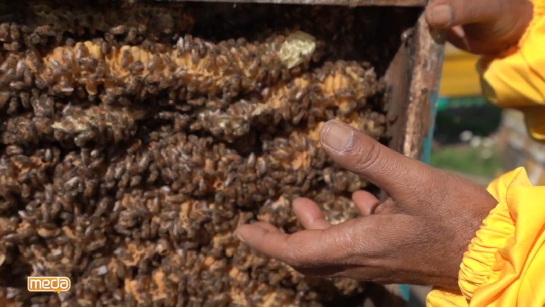 موارد استفاده زهر زنبور عسل