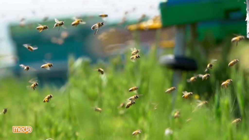 زندگی زنبورها و بیماری زنبورمرگی